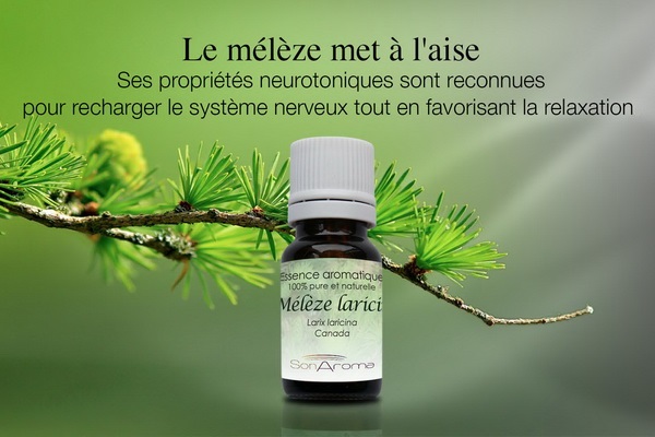 Huile essentielle de Mélèze