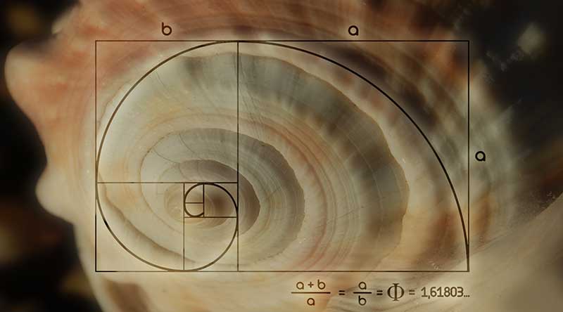 La suite de Fibonacci et le coquillage