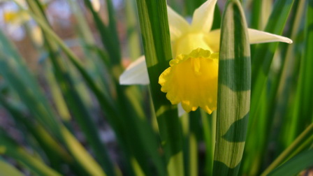 Une fleur dans sa splendeur est l'écho de notre temple intérieur