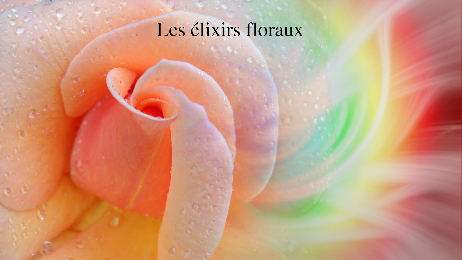 Rosée matinale et fleurs