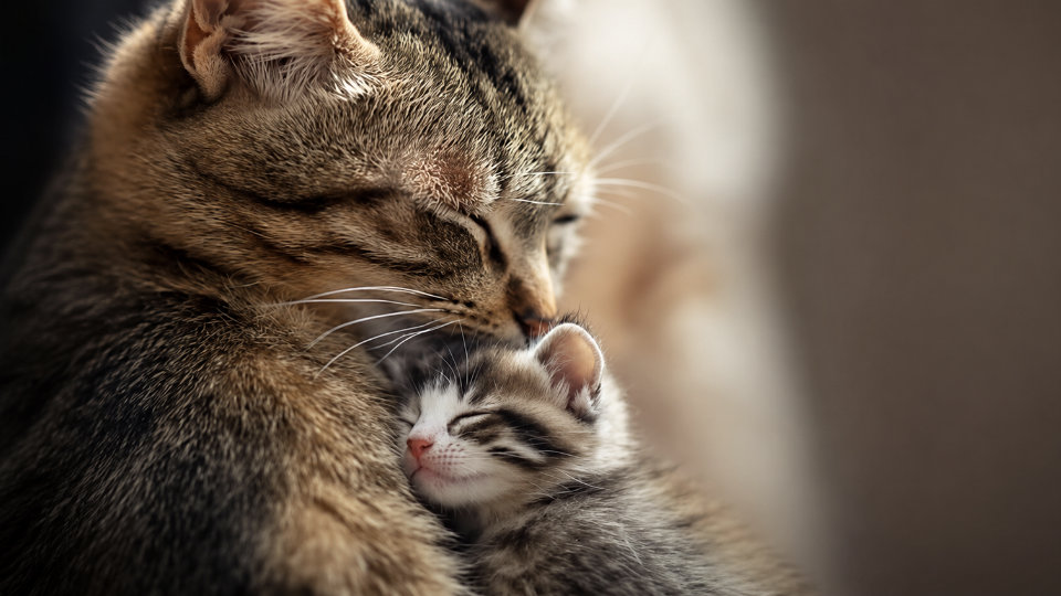 Le ronronnement du chat peut guérir les os